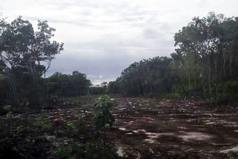 Prenden fuego a selva para construir desarrollo en Puerto Morelos