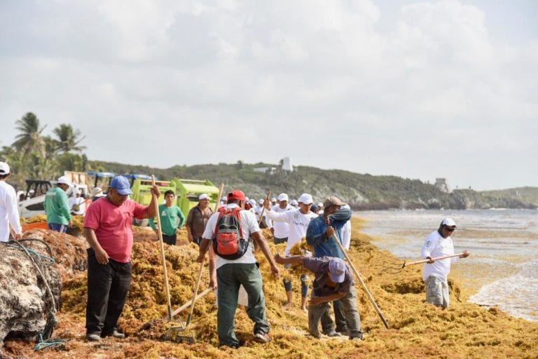 Redoblarán esfuerzos para combatir el recale atípico de sargazo en Tulum