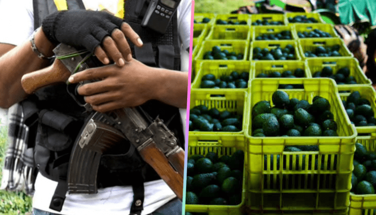 Por incremento de precios, surge banda “roba aguacates”