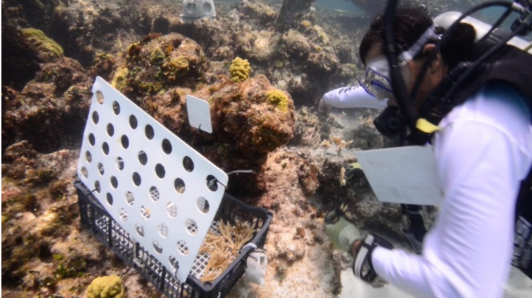 Siembra masiva de corales en Quintana Roo para restablecer los arrecifes