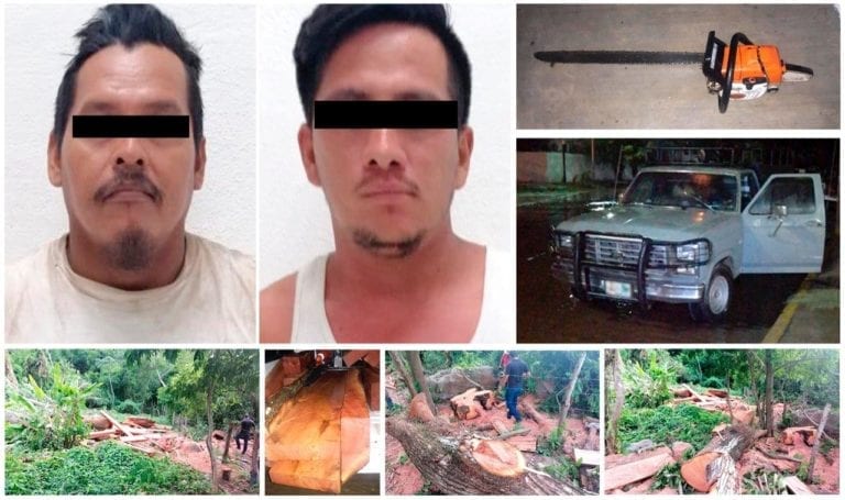 Ecocidas son sentenciados a plantar tres mil árboles en Chiapas