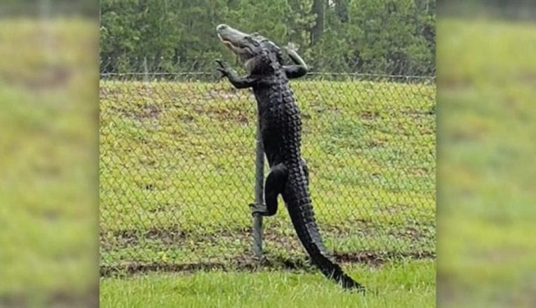 Caimán se “vuela la barda” y se vuelve viral