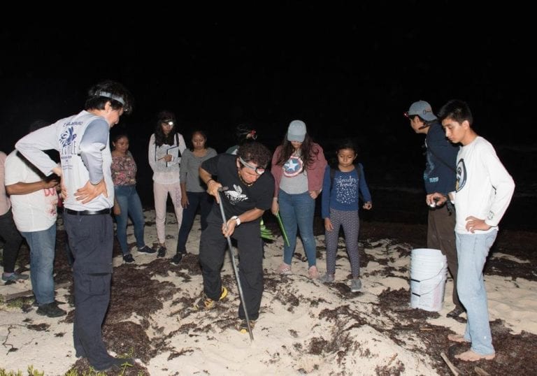 Anidación de tortuga marina en Cozumel supera cifras del 2018