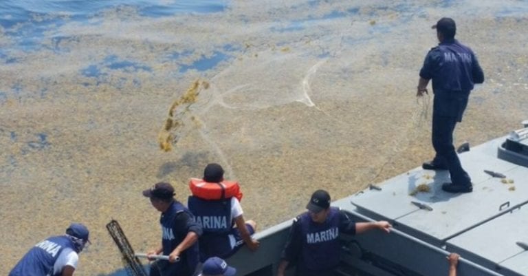AMEXME y ecologistas enviarán carta a Semar y AMLO ante gravedad del sargazo
