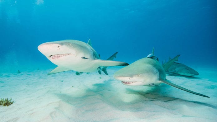 olfato de los tiburones