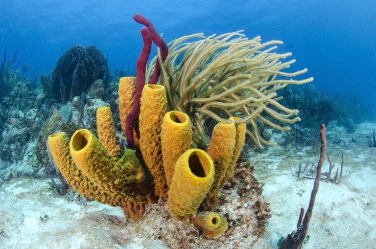 Conanp asegura que los corales de Cozumel deben “descansar” para frenar el daño