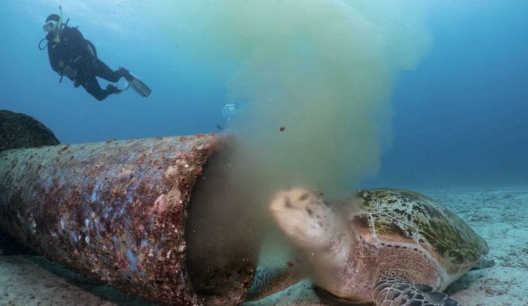 Captan a tortuga comiendo desechos de un desagüe dentro del mar