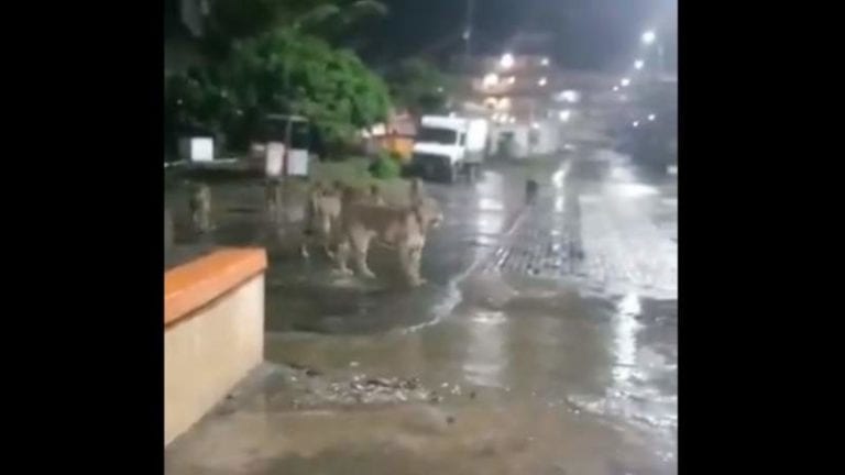¡Manada de leones se pasea por la ciudad!