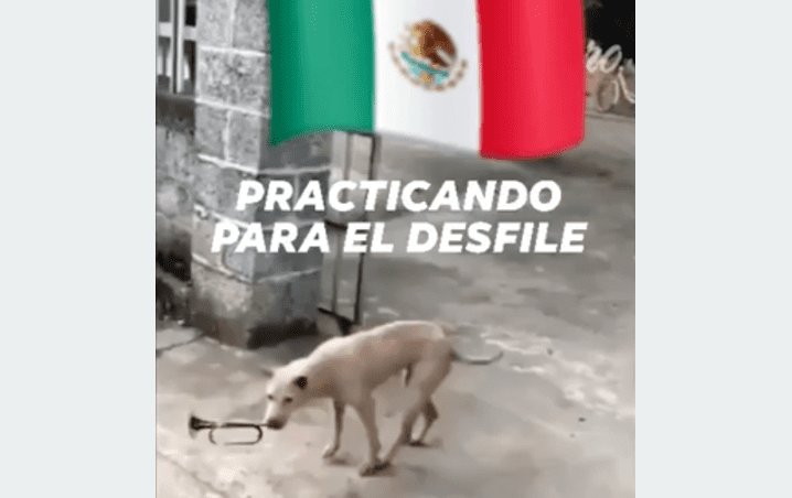 Las fiestas patrias estarán “perronas”