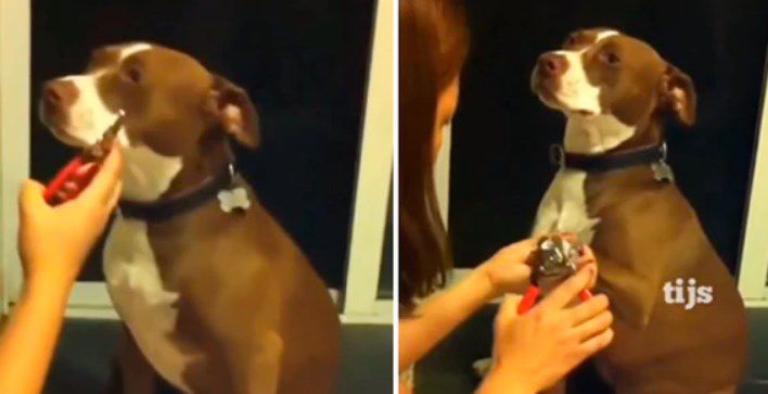 Dramática reacción de un perro conquista miles de corazones en redes sociales