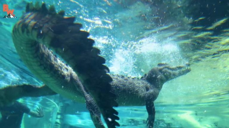 Turistas se meten en la jaula de un enorme cocodrilo depredador