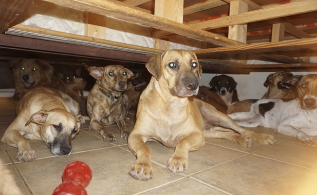 Mujer rescata a 97 perros del huracán Dorian durante su paso por las Bahamas
