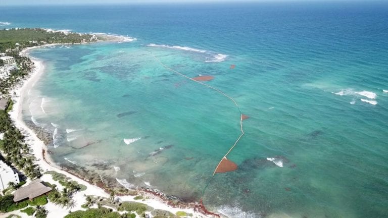 Proponen hoteles de Tulum estímulos fiscales para seguir invirtiendo en barrera sargacera