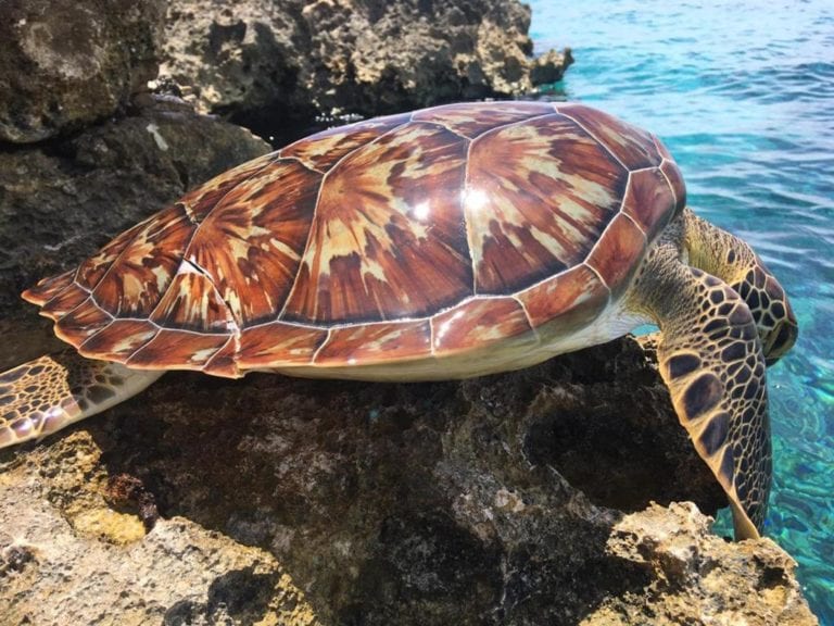 Encuentran tortuga muerta cerca de playa en Cozumel 