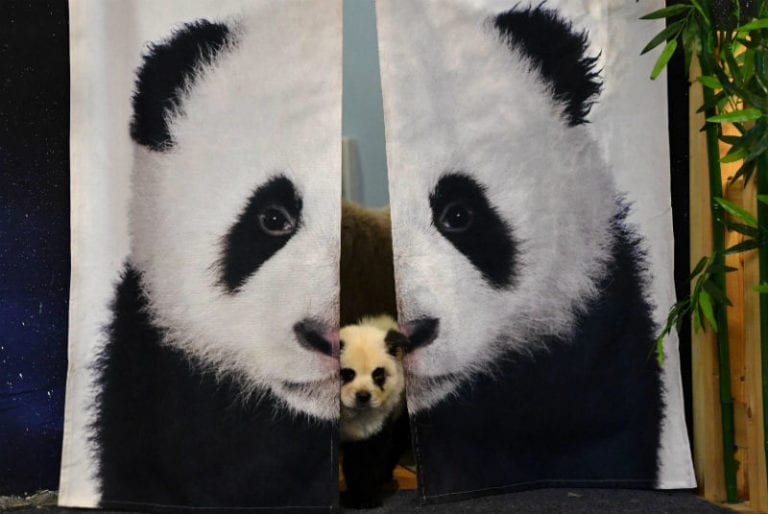 Cafetería tiñe el pelaje de perros Chow Chow para que parezcan pandas
