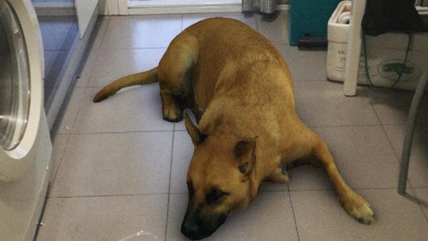 ‘Sasha dog’ el nuevo efecto de Instagram que está enloqueciendo a las madres del mundo