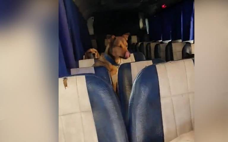 ¡El autobús de perritos que enamoró a los internautas!