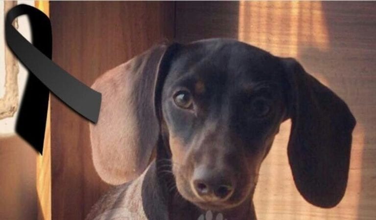 Exigen cárcel para sujeto que aventó a perrita desde un quinto piso