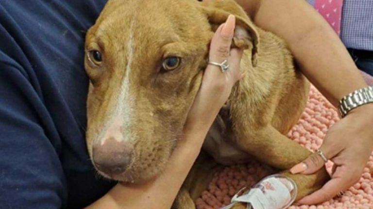 A un mes de ‘Dorian’ perro sobrevive bajo los escombros