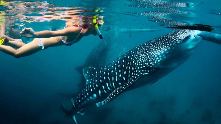 Tiburón ballena disminuyó su población 50% en todo el mundo