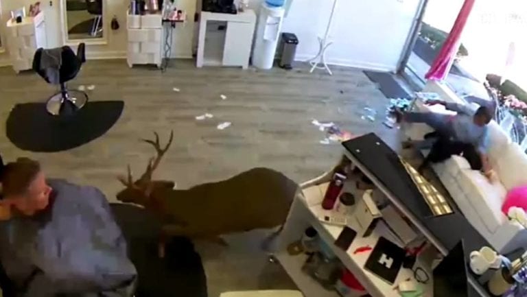 Un ciervo genera pánico al romper el vidrio de una peluquería en Nueva York