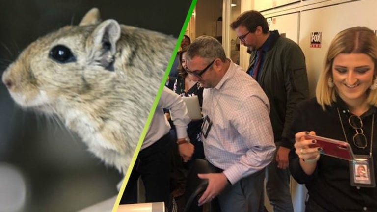 ¡Una rata se pasea por la Casa Blanca!