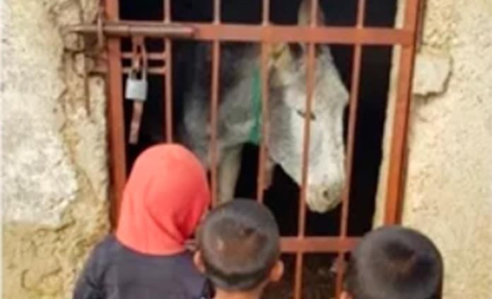 Encarcelan a un burrito por hacer destrozos en un municipio