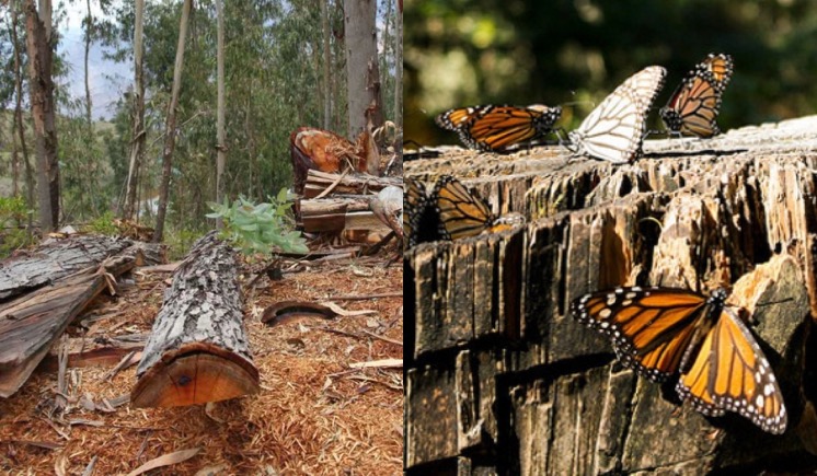 Talan pinos en Reserva de la Biosfera Mariposa Monarca