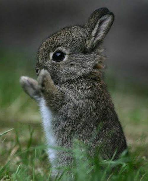 Este tierno conejo fue rescatado con osito de peluche en la carretera