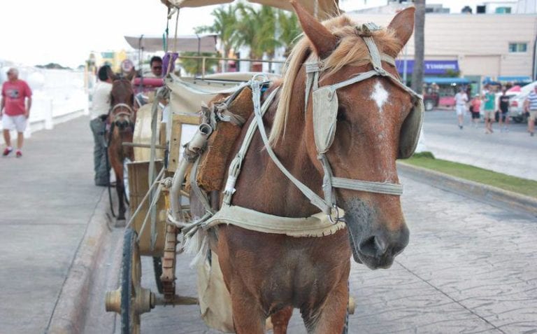 Darán “reversa” a Ley de Bienestar Animal