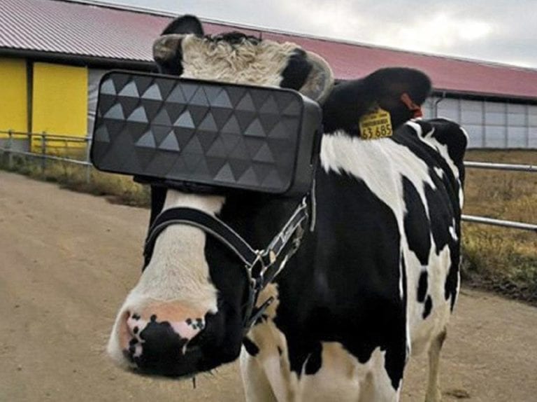 Vacas rusas pastarán con lentes de realidad virtual para que sean más “felices”