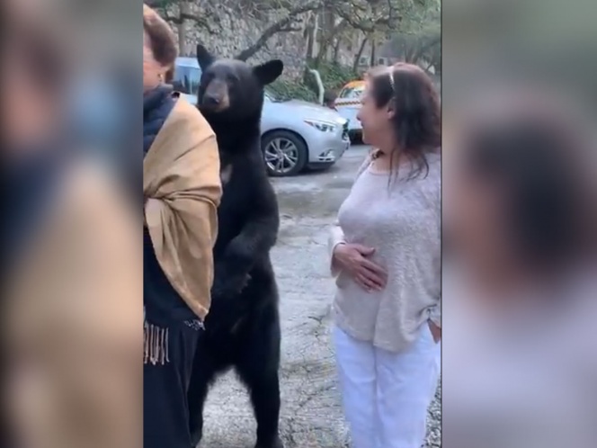 (Video) Oso se pone "cariñoso" con una mujer y se vuelve viral