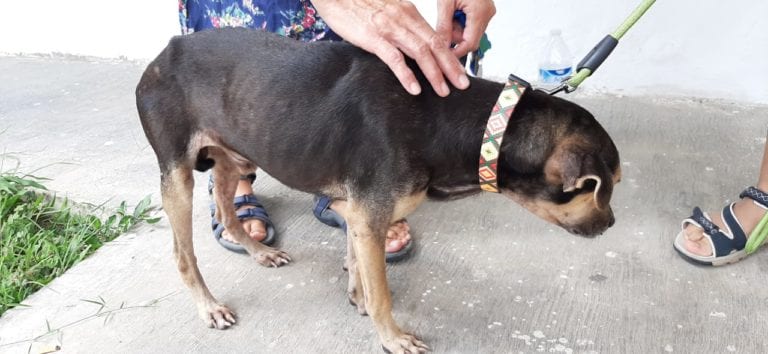 Acusan a hermano de Lizbeth Song de maltrato animal