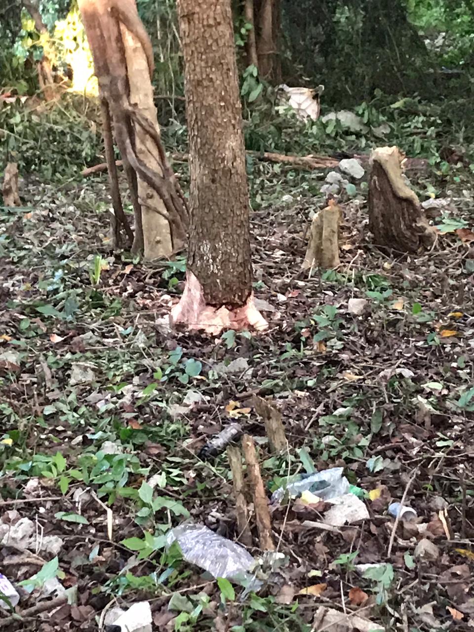 Salvan árboles de obra en Playa del Carmen
