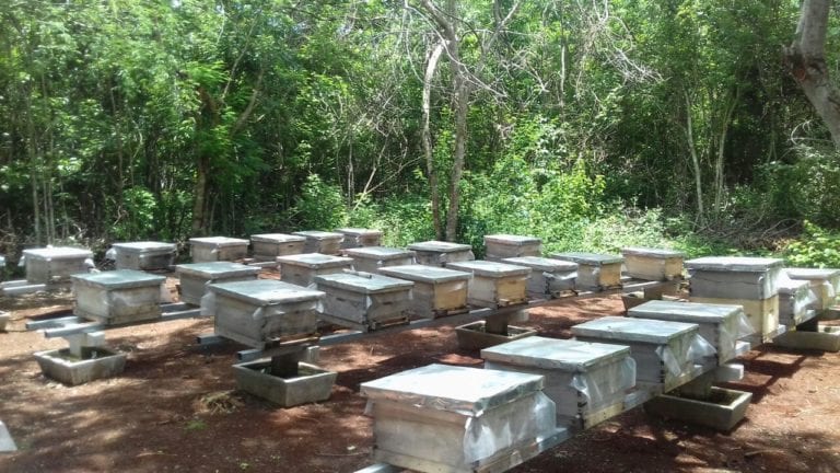 Península de Yucatán, contaminada de cultivos transgénicos