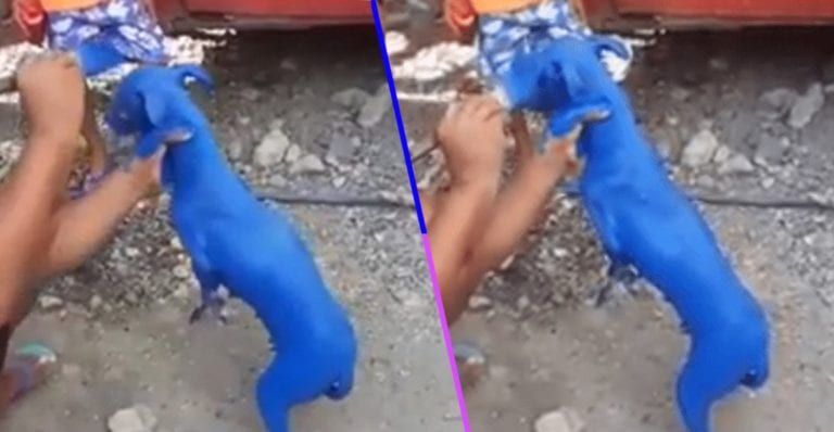 (Video) Hombre pinta a un perrito para “quitarle la sarna”