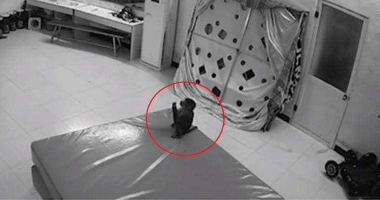 Mono compra por internet con el celular de su cuidadora