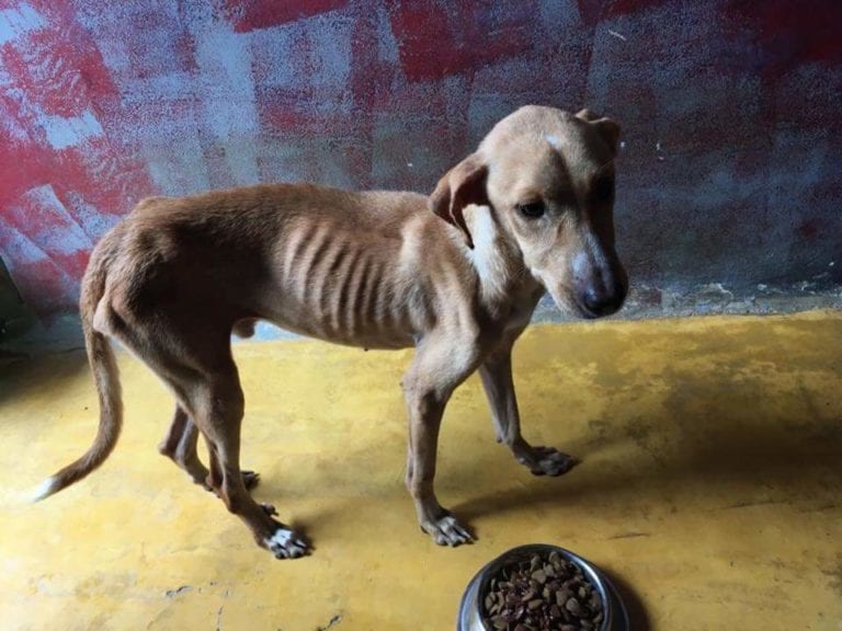 Se acaban las croquetas en refugio de animales de Playa del Carmen; piden tu ayuda