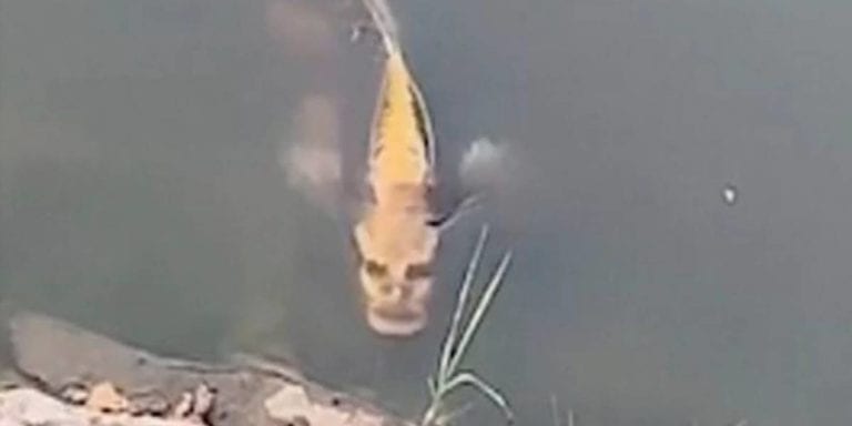 ¡Captan extraño pez con ‘rostro humano’!