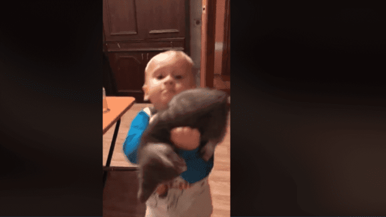 Épica pelea entre gatito y bebé se hace viral