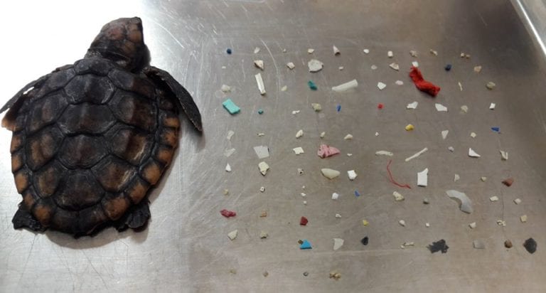 Muere tortuga bebé por tener 104 piezas de plástico en su interior