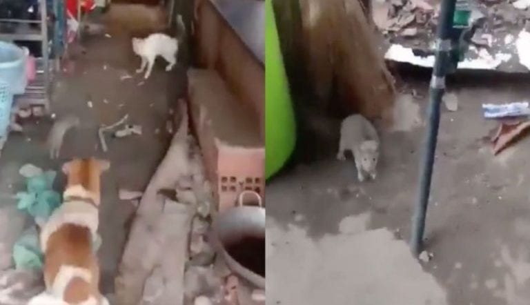 Perro y gato unen fuerzas para acabar con una rata gigante