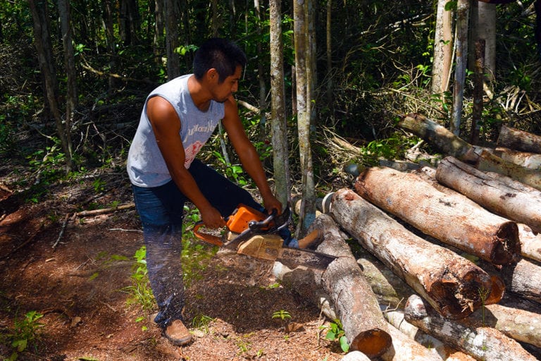 Ejido forestal maya pide que durmientes del Tren Maya sean de madera; reactivarían actividad económica