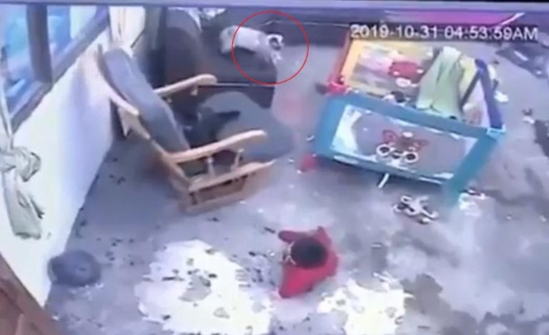 VIDEO: Gata salva a bebé de caer por las escaleras