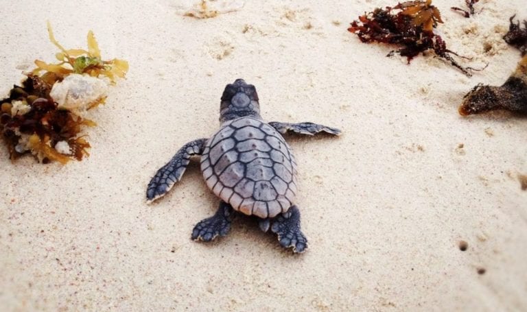 VIDEO: Liberan a tortuga con un final inesperado