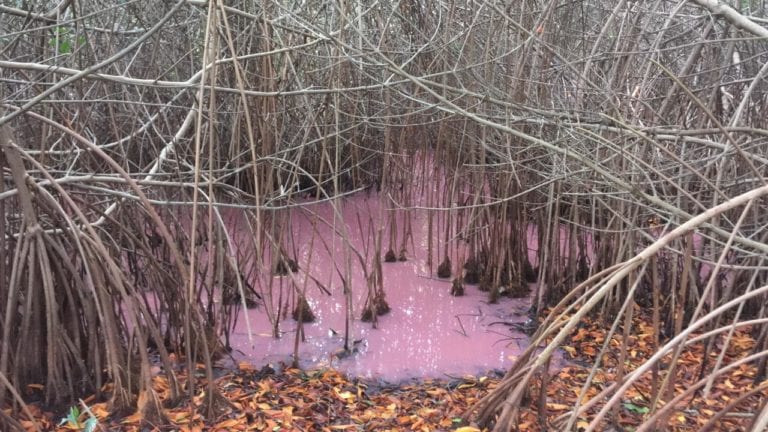 Hotel El Cid “le llega al precio” a la Conanp y se retracta de denuncia por contaminación de manglar en Puerto Morelos