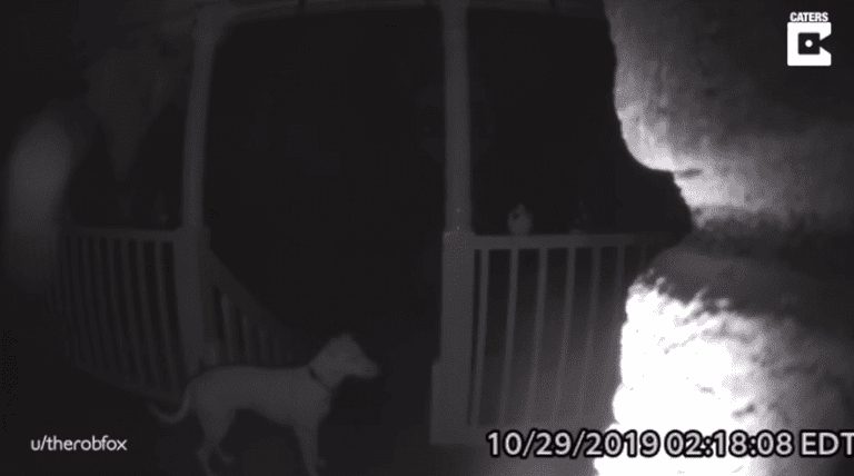 VIDEO: Perro del futuro toca el timbre de su casa después de quedarse fuera