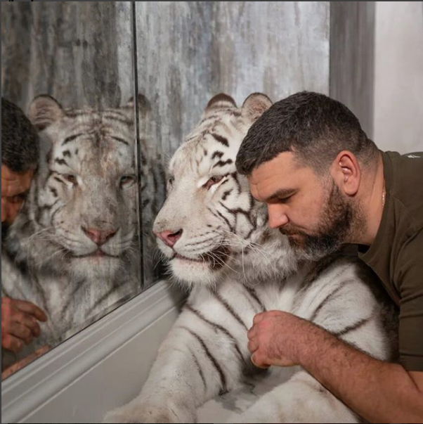 VIDEOS: Tigres y leones son tratados como dóciles mascotas en Rusia