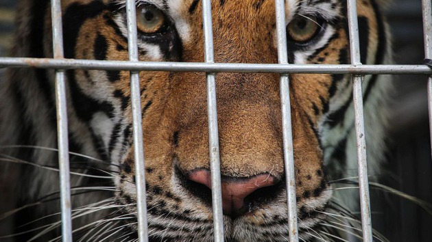 Cierran refugios para animales ‘salvajes’ por austeridad: desaparecen 11 centros