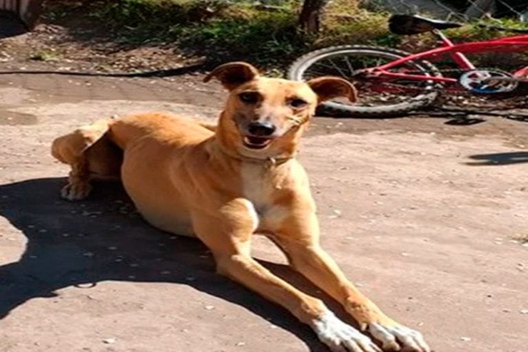 PETA pide no decirle “mascotas” a los perros o gatos porque es ofensivo